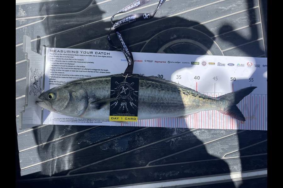 Blake Hay caught this 50.5cm Kahawai at Coromandel during The Export NZ Fishing Competition