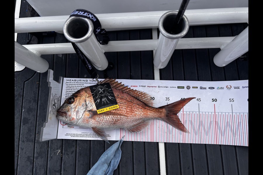 Dwayne Percy caught this 38.00cm Snapper at Coromandel during The Export NZ Fishing Competition