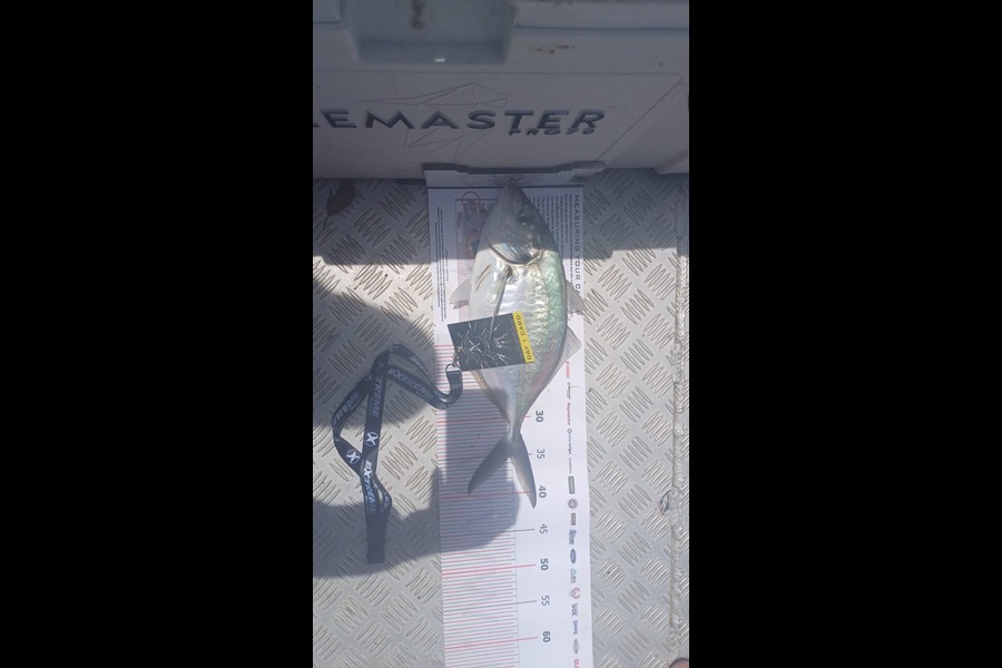 Trevor Kibby caught this 35.0cm Trevally at Coromandel during The Export NZ Fishing Competition