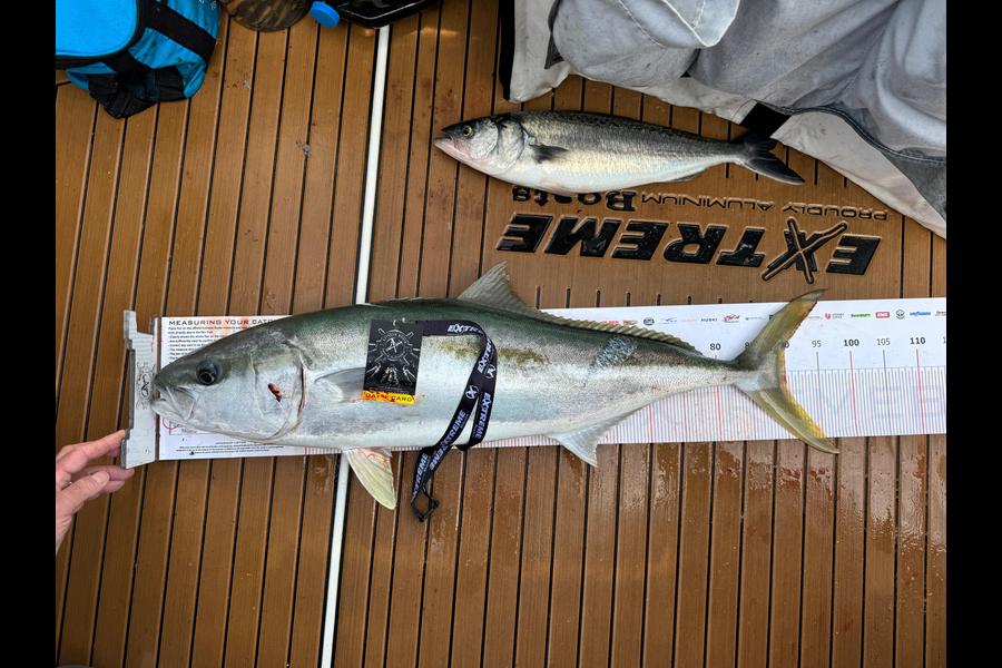 Pedro Deus caught this 90.0cm Kingfish at Coromandel during The Export NZ Fishing Competition