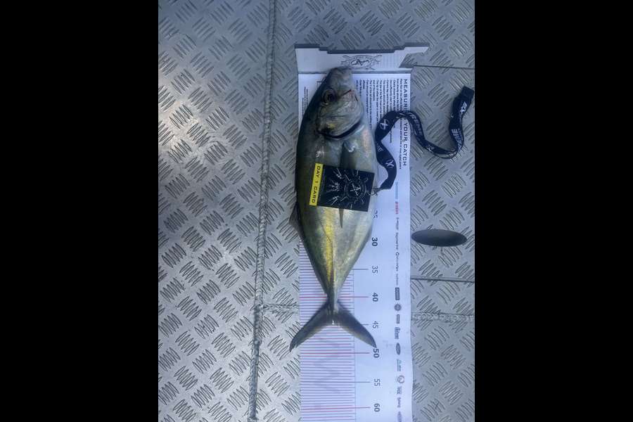 Paul Swain caught this 45.0cm Trevally at Coromandel during The Export NZ Fishing Competition