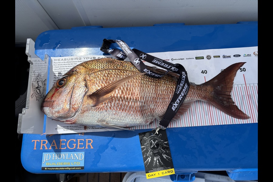 Kevin  Taylor caught this 45.5cm Snapper at Coromandel during The Export NZ Fishing Competition