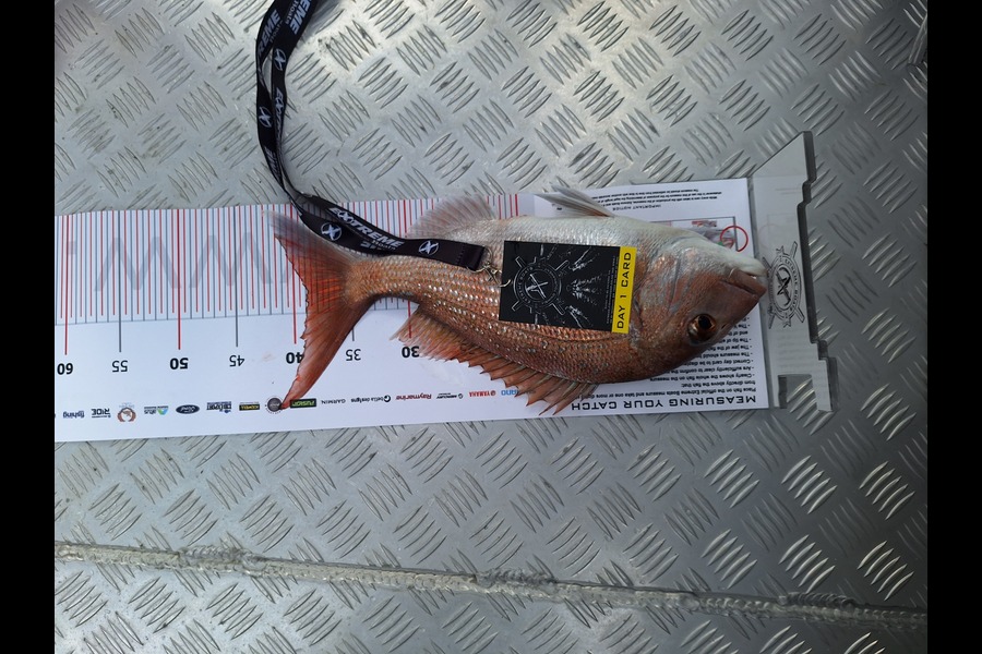 Ross  Mackenzie caught this 39.0cm Snapper at Coromandel during The Export NZ Fishing Competition