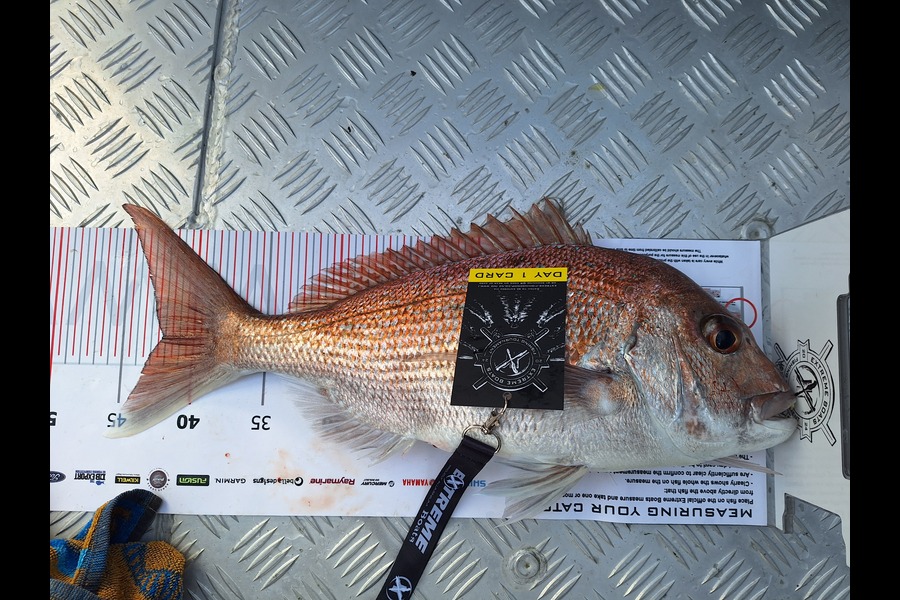 Ross  Mackenzie caught this 42.0cm Snapper at Coromandel during The Export NZ Fishing Competition