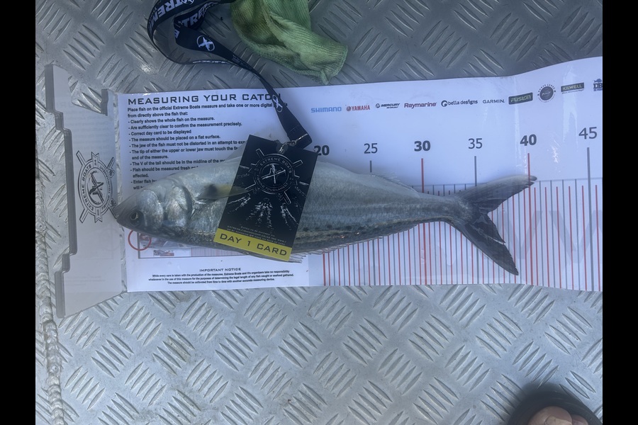 Natalie Jones caught this 36.0cm Kahawai at Coromandel during The Export NZ Fishing Competition