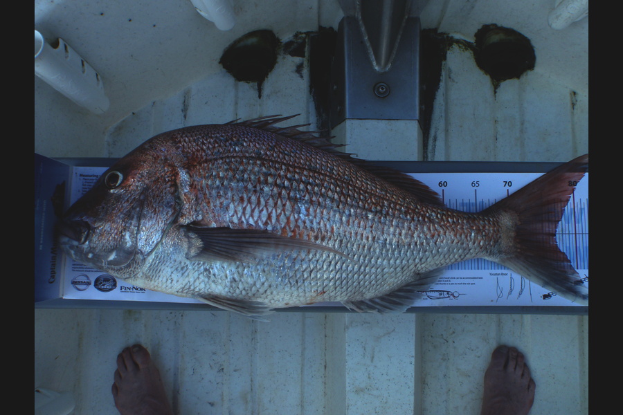 Geoff Preston caught this 77.0cm Snapper at mokau during The Export NZ Fishing Competition