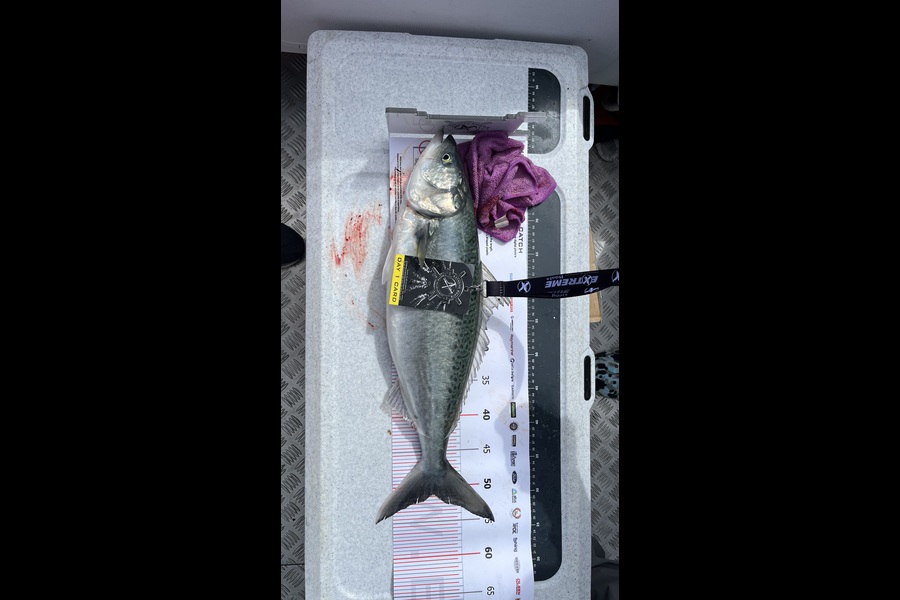 Jonathan Abiva caught this 51.0cm Kahawai at Coromandel during The Export NZ Fishing Competition