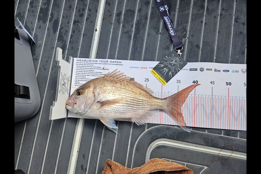 Aaron Lamont caught this 36.0cm Snapper at Coromandel during The Export NZ Fishing Competition