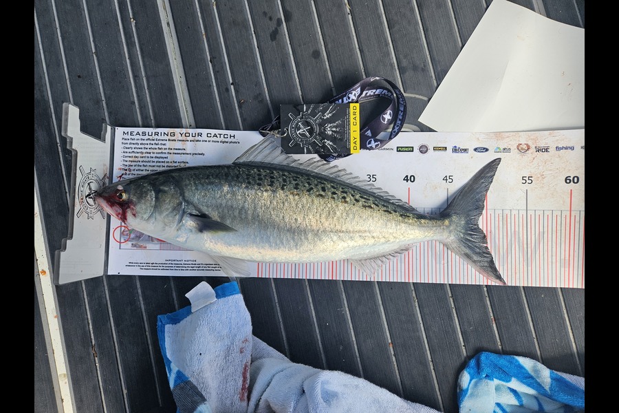 Aaron Lamont caught this 48.5cm Kahawai at Coromandel during The Export NZ Fishing Competition