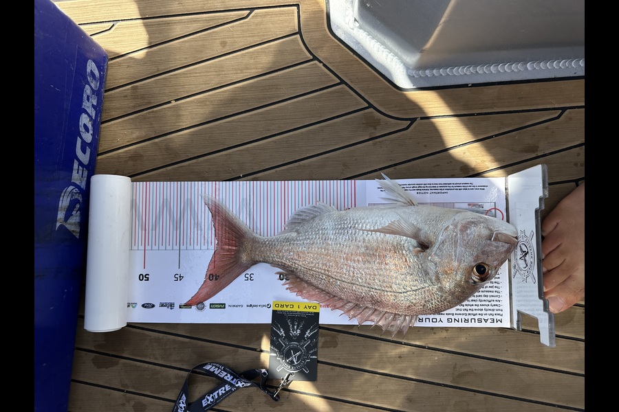 Rob Moon caught this 39.5cm Snapper at Coromandel during The Export NZ Fishing Competition