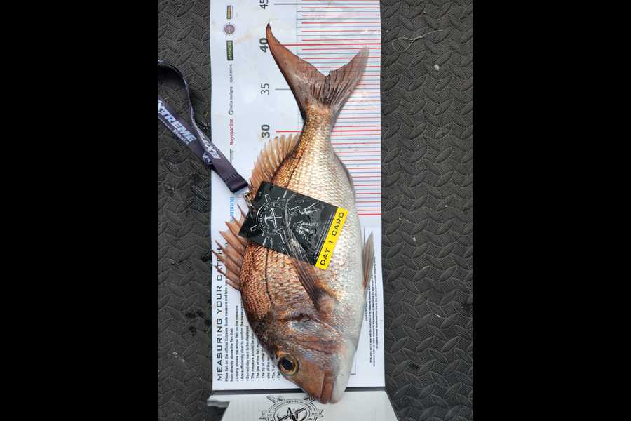 Todd Hughes caught this 36.5cm Snapper at Coromandel during The Export NZ Fishing Competition
