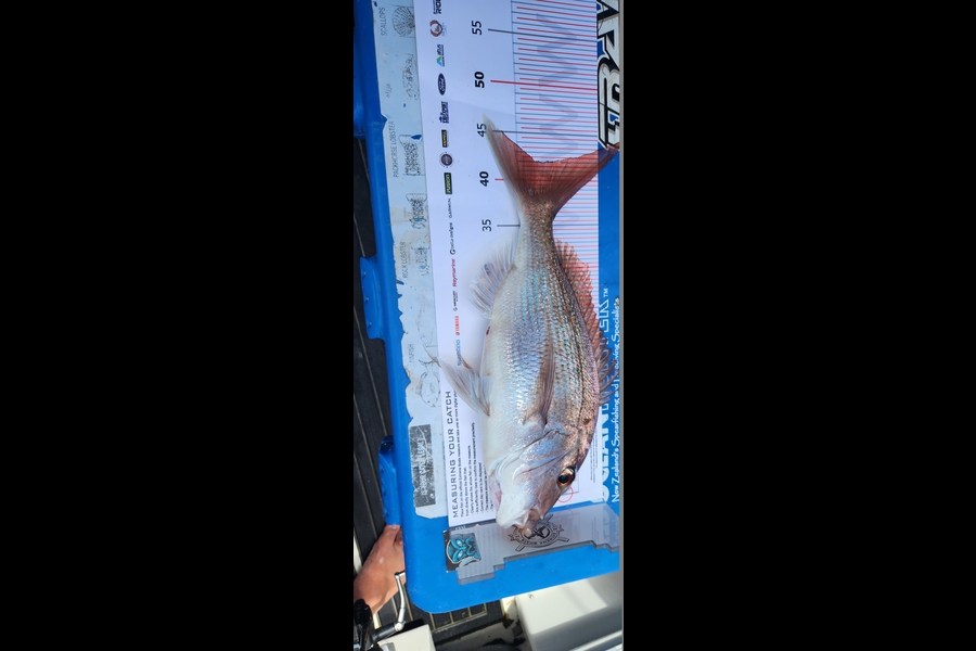 Otto Rasch caught this 42.0cm Snapper at Coromandel during The Export NZ Fishing Competition