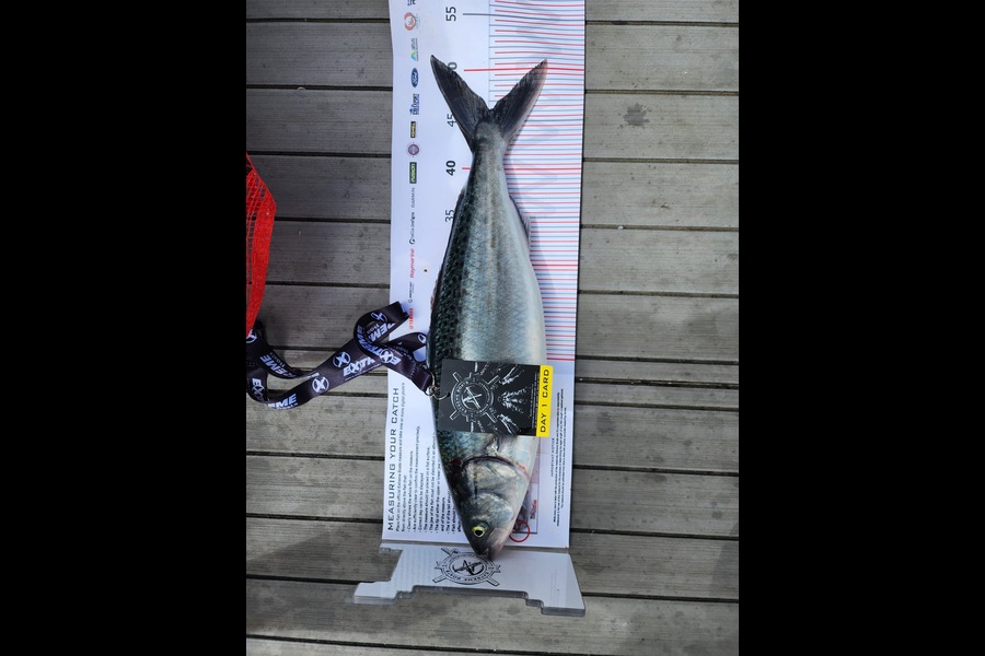 Tim Holland caught this 46.0cm Kahawai at Coromandel during The Export NZ Fishing Competition