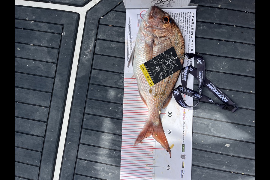 Shae Bryant caught this 36.0cm Snapper at Coromandel during The Export NZ Fishing Competition
