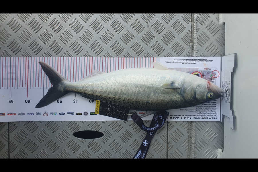 Phillip Barnes caught this 52.0cm Kahawai at Coromandel during The Export NZ Fishing Competition