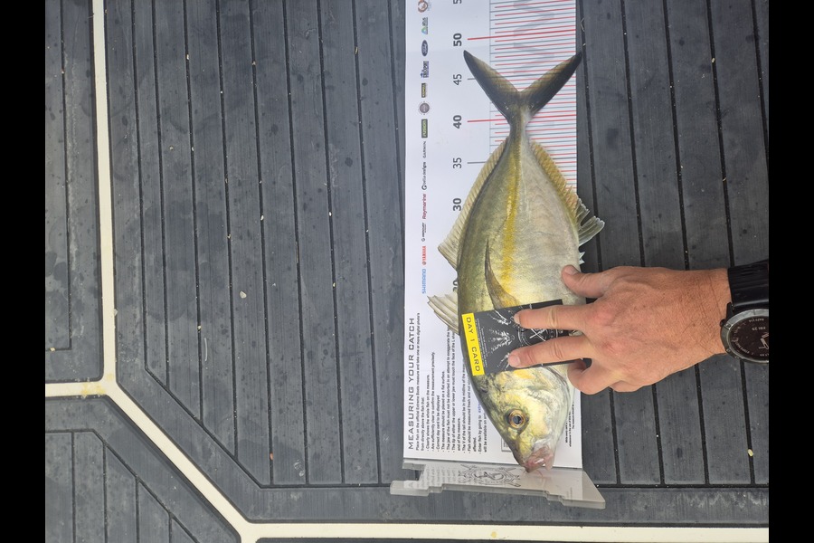 Nick Sneddon caught this 43.0cm Trevally at Coromandel during The Export NZ Fishing Competition