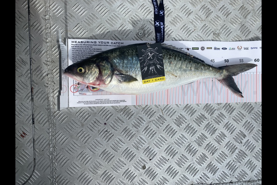 Chris Oliver caught this 51.5cm Kahawai at Coromandel during The Export NZ Fishing Competition
