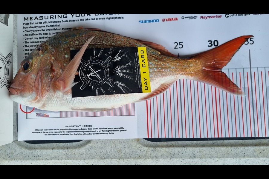 Gary Pearce caught this 31.0cm Snapper at Coromandel during The Export NZ Fishing Competition