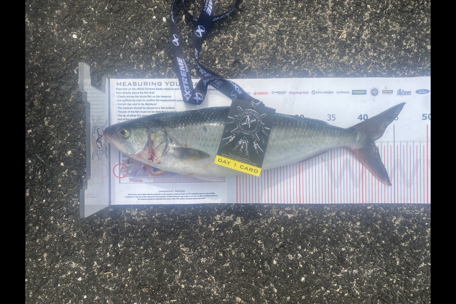 Ian Mccormick  caught this 41.5cm Kahawai at Coromandel during The Export NZ Fishing Competition
