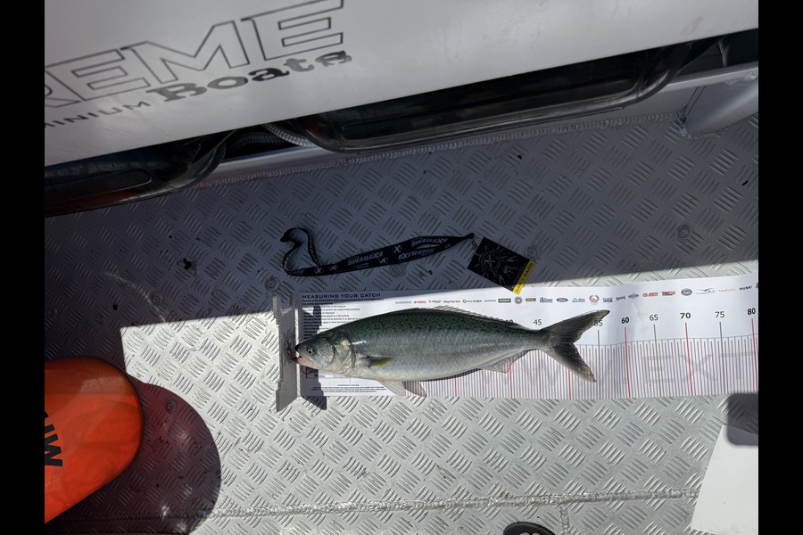 Connor Bendikson caught this 50.5cm Kahawai at Coromandel during The Export NZ Fishing Competition