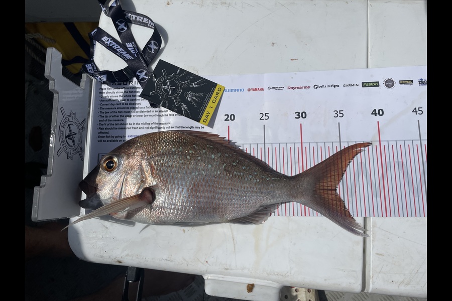Jen Stockley caught this 34.0cm Snapper at Coromandel during The Export NZ Fishing Competition