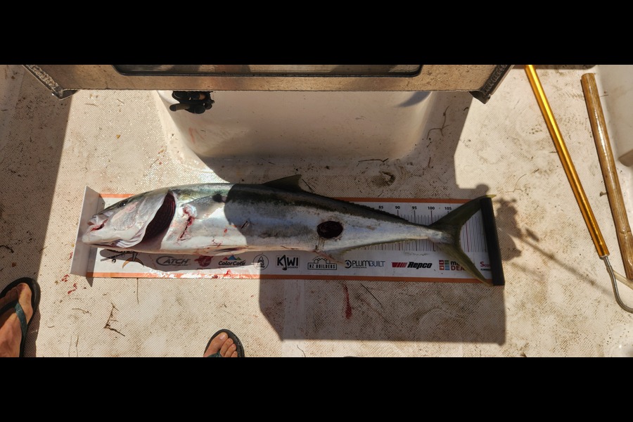 Laurence Anderson caught this 107.5cm Kingfish at Northland during The Export NZ Fishing Competition