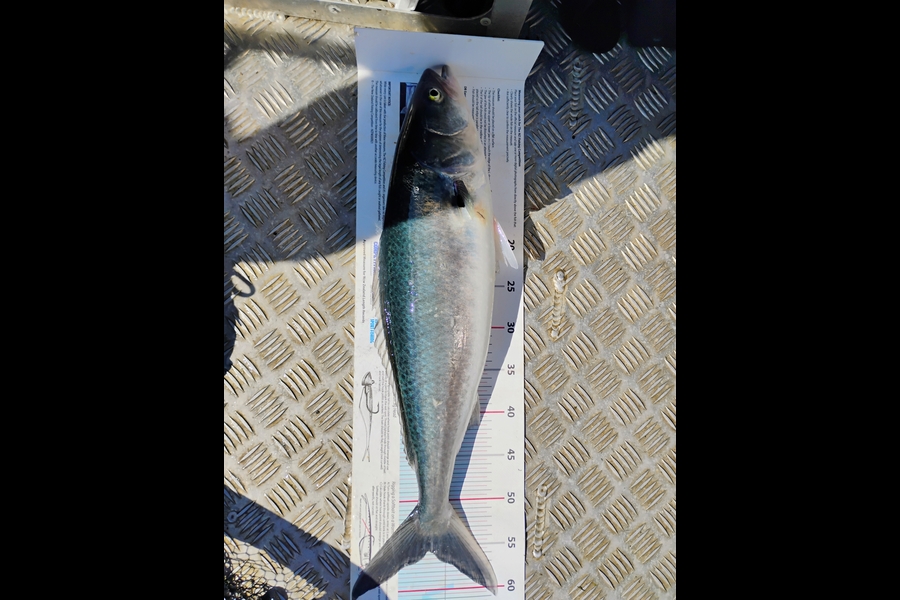 Nicholas Martin caught this 55.5cm Kahawai at Northland during The Export NZ Fishing Competition