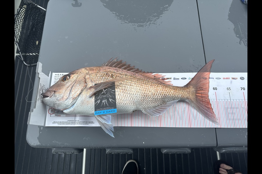 Dion Kerley caught this 57.0cm Snapper at Coromandel during The Export NZ Fishing Competition
