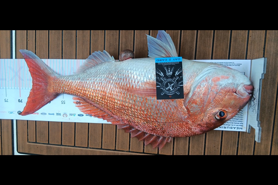 Fiona Green caught this 65.5cm Snapper at Coromandel during The Export NZ Fishing Competition