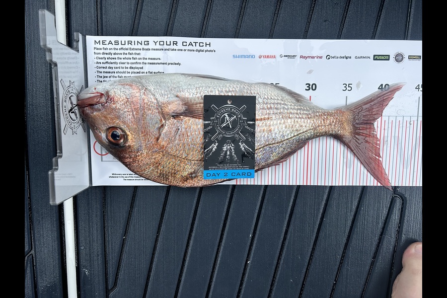 Matthew le Blanc Smith caught this 39.00cm Snapper at Coromandel during The Export NZ Fishing Competition