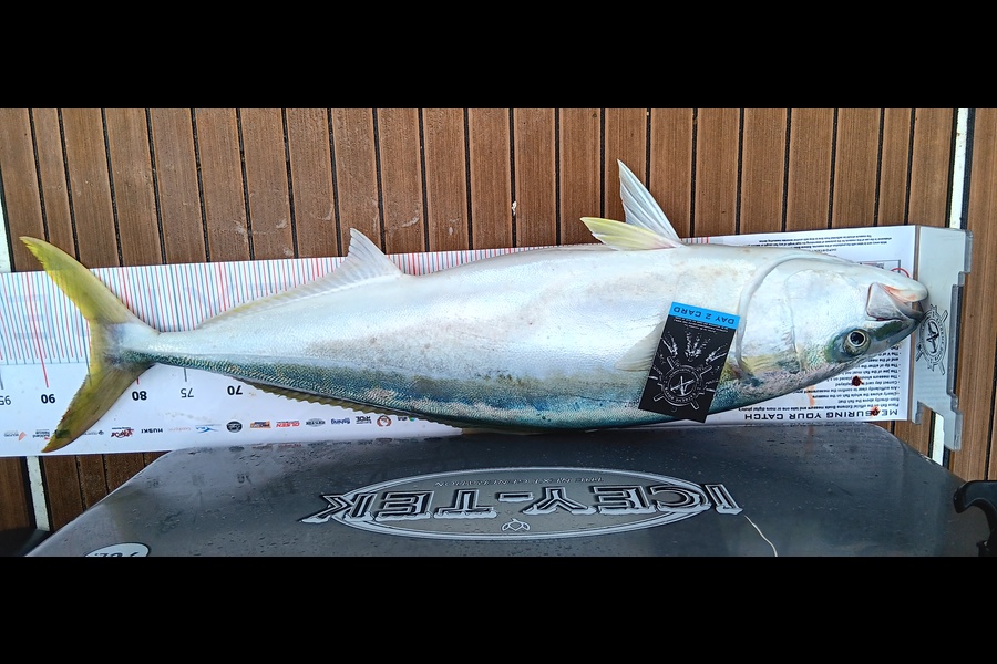 Shaun Currie caught this 84.0cm Kingfish at Coromandel during The Export NZ Fishing Competition