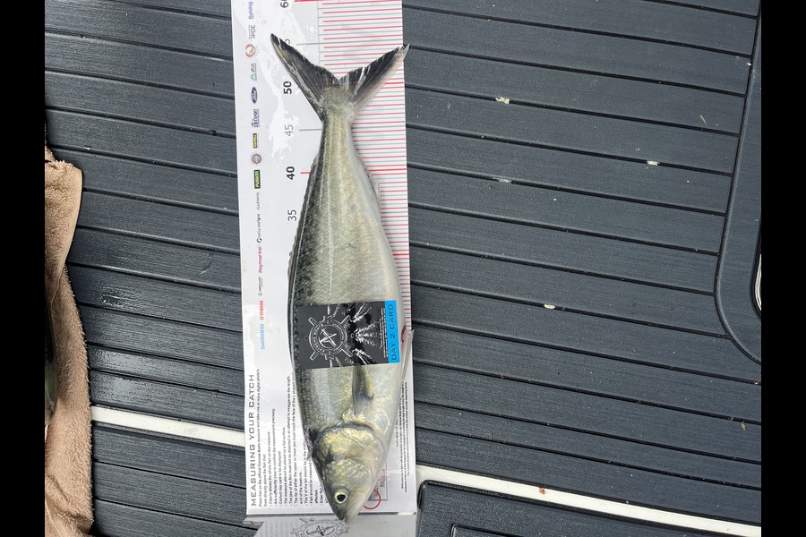 Liam Frederiks caught this 50.5cm Kahawai at Coromandel during The Export NZ Fishing Competition