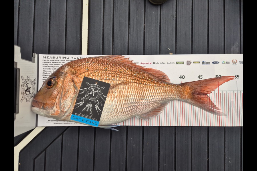 Nick Sneddon caught this 47.0cm Snapper at Coromandel during The Export NZ Fishing Competition