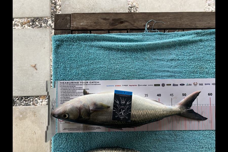 Chris Oliver caught this 51.5cm Kahawai at Coromandel during The Export NZ Fishing Competition