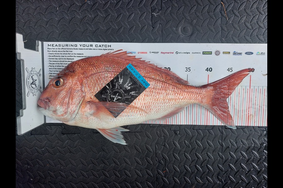 Todd Hughes caught this 44.5cm Snapper at Coromandel during The Export NZ Fishing Competition