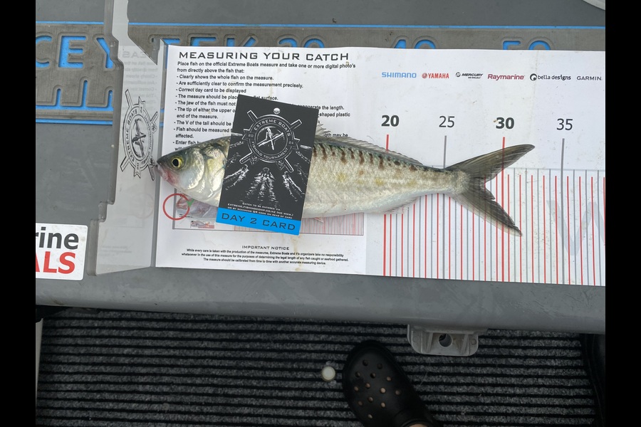 Dara Patrick caught this 28.5cm Kahawai at Coromandel during The Export NZ Fishing Competition