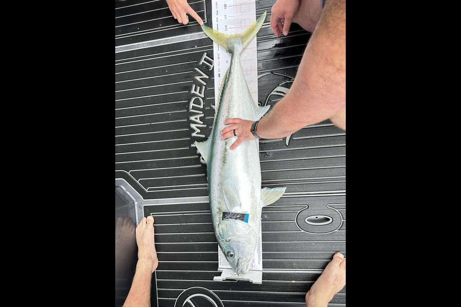 Todd Jamieson caught this 107.0cm Kingfish at Coromandel during The Export NZ Fishing Competition