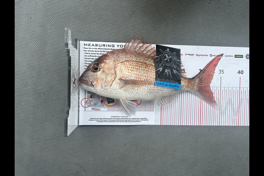 Charlie Preece caught this 32.0cm Snapper at Coromandel during The Export NZ Fishing Competition