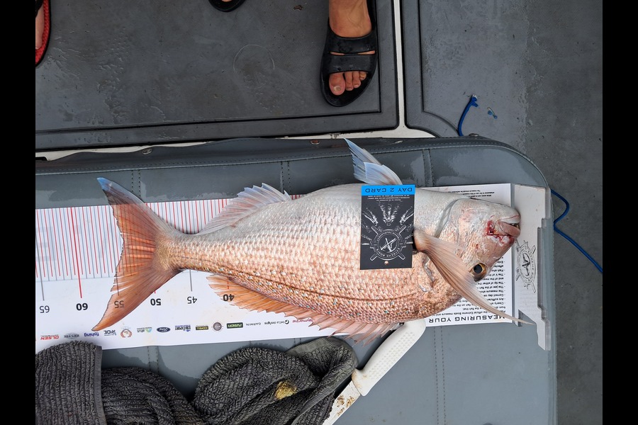 Finn Holmes caught this 53.5cm Snapper at Coromandel during The Export NZ Fishing Competition