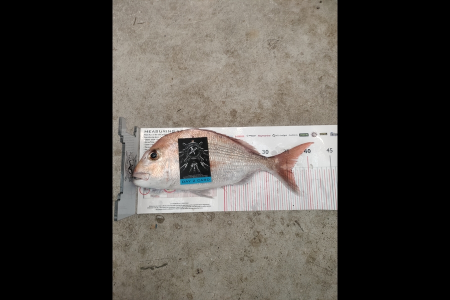 Reon Williams caught this 36.0cm Snapper at Coromandel during The Export NZ Fishing Competition