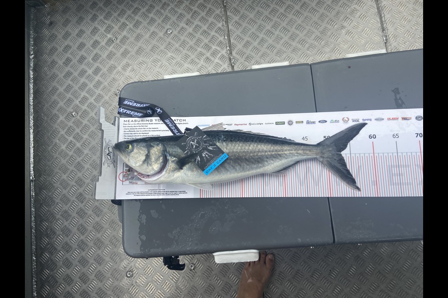 Jason Tapper caught this 53.0cm Kahawai at Coromandel during The Export NZ Fishing Competition
