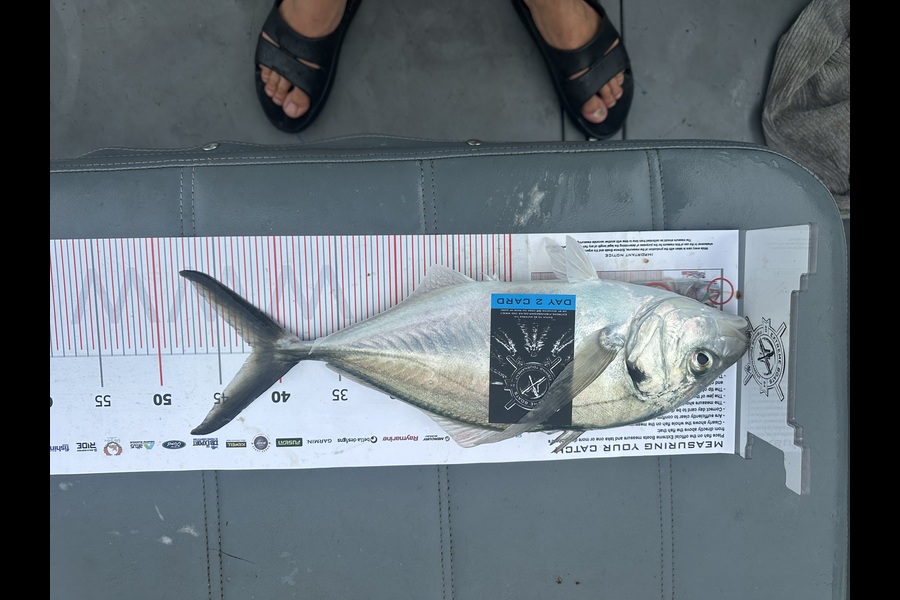 Micheal Mc Cahill caught this 42.0cm Trevally at Coromandel during The Export NZ Fishing Competition