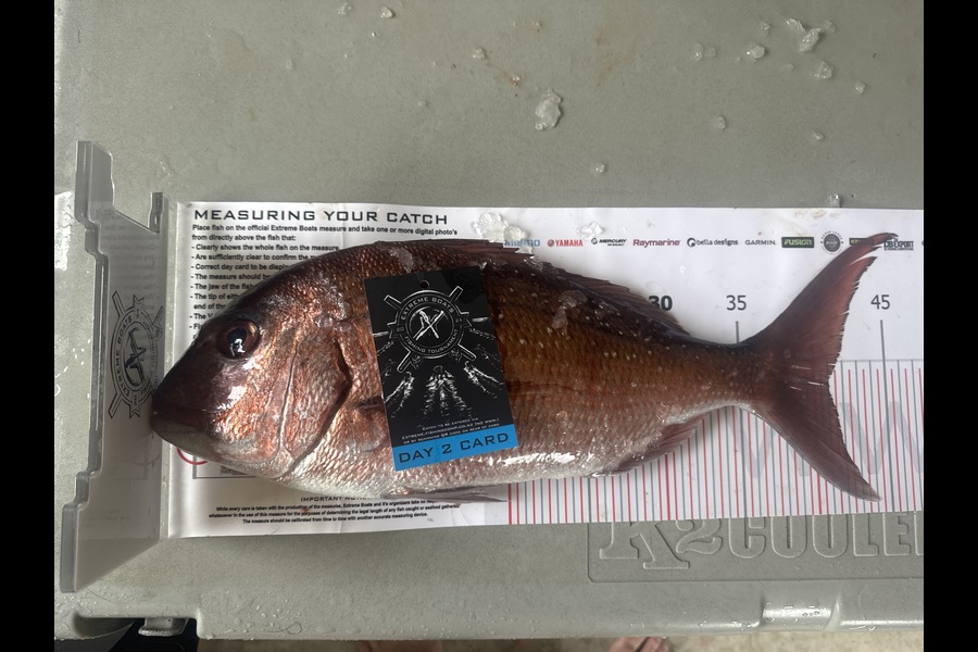 James Glenn caught this 41.0cm Snapper at Coromandel during The Export NZ Fishing Competition