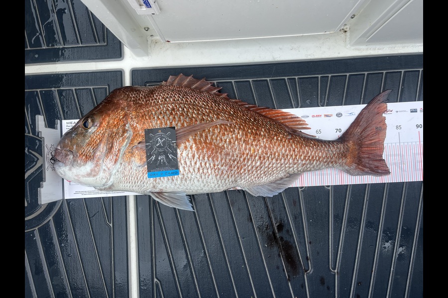 Blake Hay caught this 80.5cm Snapper at Coromandel during The Export NZ Fishing Competition