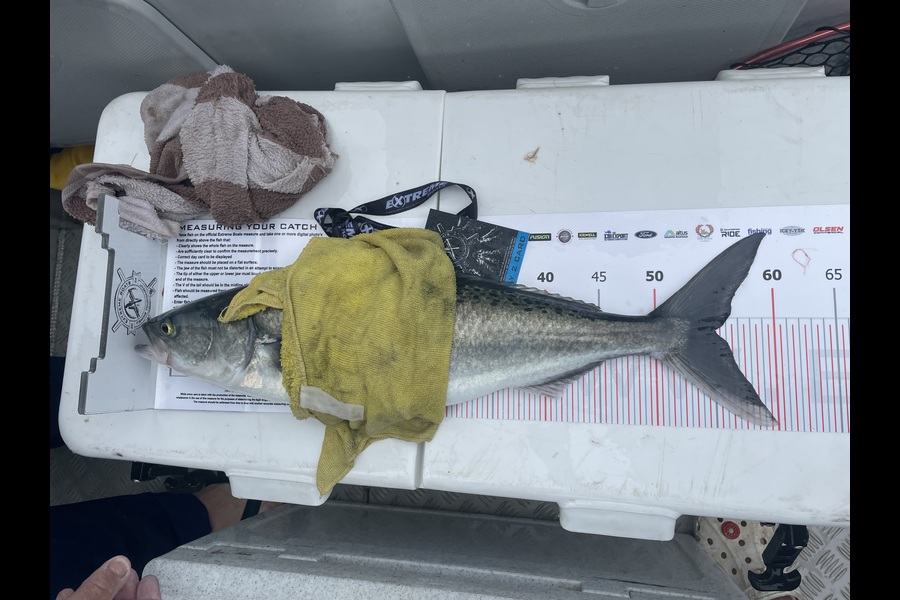 Jen Stockley caught this 55.0cm Kahawai at Coromandel during The Export NZ Fishing Competition