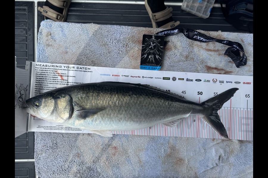 Cameron Lamont caught this 55.5cm Kahawai at Coromandel during The Export NZ Fishing Competition