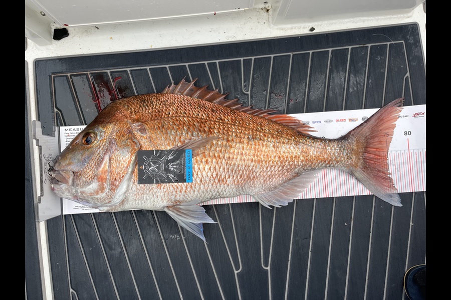 Warren Hay caught this 75.0cm Snapper at Coromandel during The Export NZ Fishing Competition
