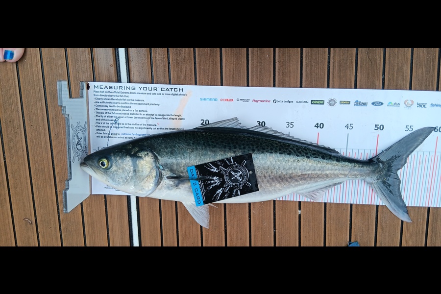 Fiona Green caught this 54.0cm Kahawai at Coromandel during The Export NZ Fishing Competition