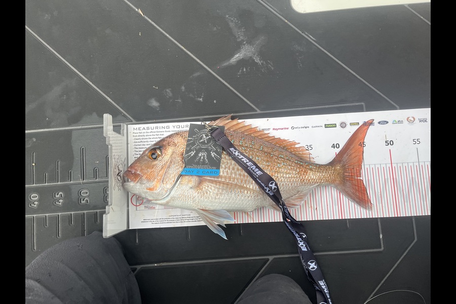 David Gilbert caught this 44.5cm Snapper at Coromandel during The Export NZ Fishing Competition