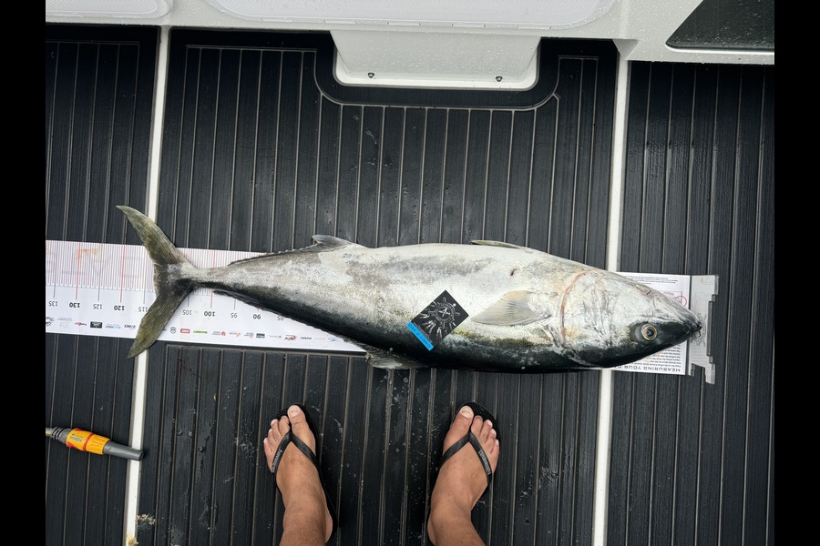 Andrew McDade caught this 112cm Kingfish at Coromandel during The Export NZ Fishing Competition